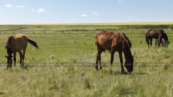 Поволжье, Оренбургская область. Табун лошадей на пастбище. Volga region, Orenburg oblast. A herd of horses in a pasture. Стоковое видео, видеограф Евгений Романов / Фотобанк Лори