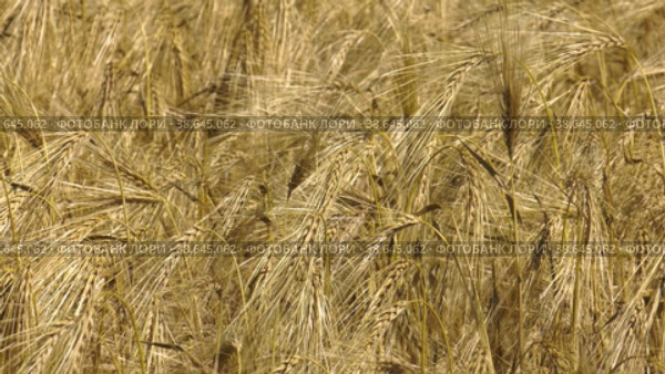 Поволжье, страда. Колосья спелой пшеницы. Volga region, harvest season. Ears of ripe wheat. Стоковое видео, видеограф Евгений Романов / Фотобанк Лори