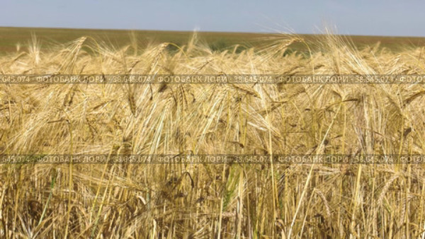 Поволжье, страда. Колосья спелой пшеницы. Volga region, harvest season. Ears of ripe wheat. Стоковое видео, видеограф Евгений Романов / Фотобанк Лори
