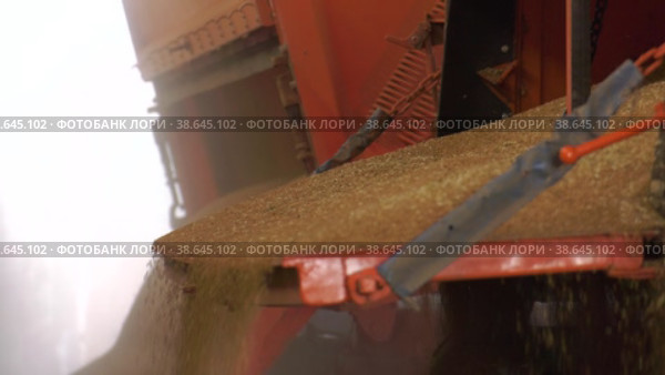 Поволжье, страда. Выгрузка зерна из грузовика на элеваторе. Volga region, harvest season. Unloading grain from a truck on an elevator. Стоковое видео, видеограф Евгений Романов / Фотобанк Лори