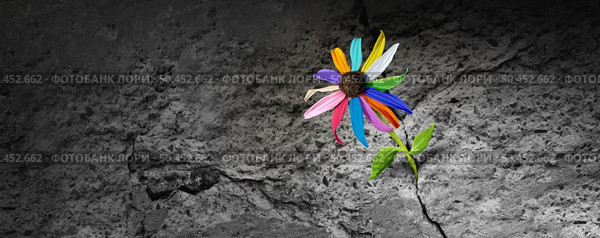 Power of diversity concept as a flower with diverse colors emerging out of a cement crack representing resilience  facing challenges as a metaphor for overcoming social obstacles. Стоковое фото, агентство Ingram Publishing / Фотобанк Лори