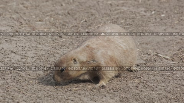 Prairie dog on ground. Стоковое видео, видеограф Михаил Коханчиков / Фотобанк Лори
