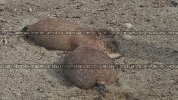 Prairie dog pair on ground. Стоковое видео, видеограф Михаил Коханчиков / Фотобанк Лори