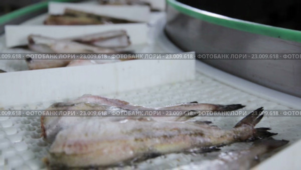 Предприятие по переработке рыбы и морепродуктов. Стоковое видео, видеограф Илья Насакин / Фотобанк Лори