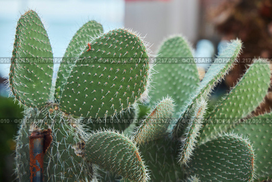 Prickly Pear Is A Plant. A genus of plants in the Cactus family. Стоковое фото, фотограф Наталия Кирсанова / Фотобанк Лори