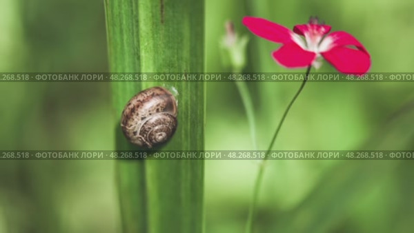 Природа в деталях: улитка на стебле и красный цветок. Стоковое видео, видеограф Александр Заречнев / Фотобанк Лори