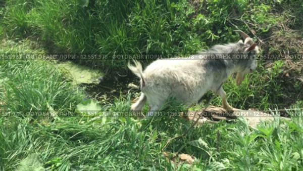 Привязанный веревкой козел пасется на полянке. Стоковое видео, видеограф Фотограф / Фотобанк Лори