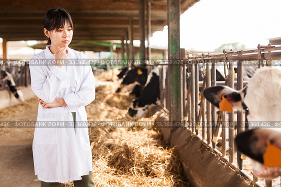 Professional female vet standing near calves barn in livestock farm. Стоковое фото, фотограф Яков Филимонов / Фотобанк Лори