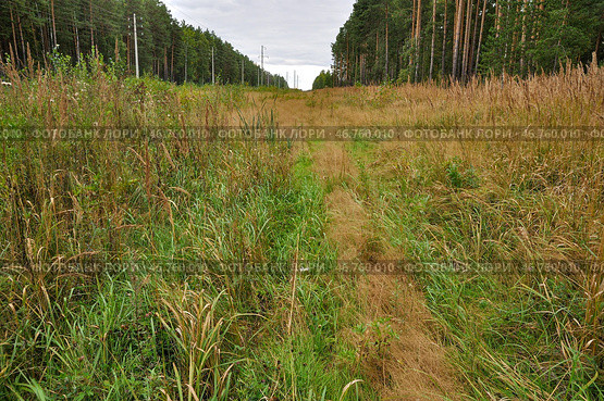 Просека в осеннем лесу. Тюменская область. Стоковое фото, фотограф Александр Тараканов / Фотобанк Лори