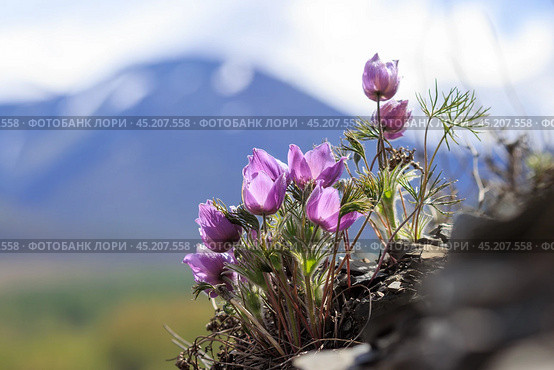 Прострел многораздельный (Pulsatilla multifida), также известный как прострел многонадрезный и сон-трава. Красивые полевые цветы на фоне гор. Цветущие весенние дикие цветы на каменистом горном склоне. Природа и растения Сибири и Дальнего Востока России. Магаданская область, Россия. Стоковое фото, фотограф Андрей Степанов / Фотобанк Лори