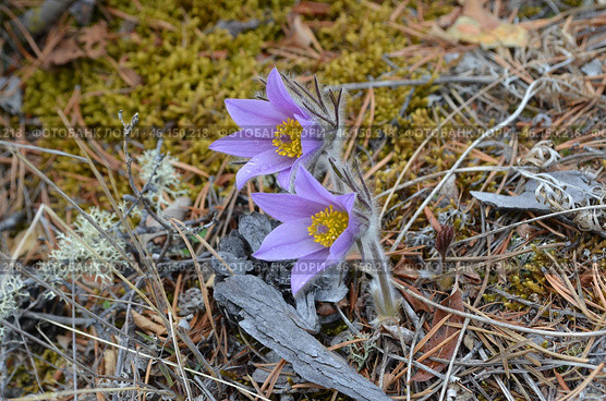Прострел раскрытый (Pulsatilla patens L.), "Сон-трава" Стоковое фото, фотограф Мария Петрова / Фотобанк Лори