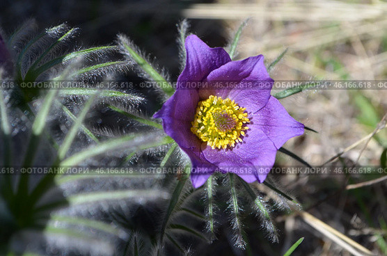 Прострел раскрытый (Pulsatilla patens L.), "Сон-трава" Стоковое фото, фотограф Мария Петрова / Фотобанк Лори