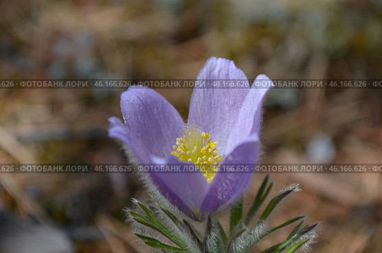 Прострел раскрытый (Pulsatilla patens L.), "Сон-трава" Стоковое фото, фотограф Мария Петрова / Фотобанк Лори