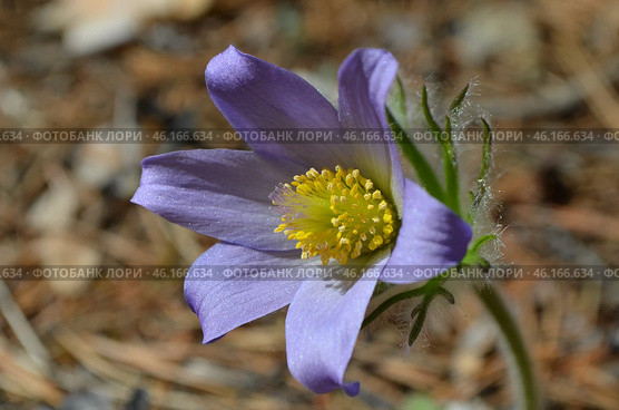 Прострел раскрытый (Pulsatilla patens L.), "Сон-трава" Стоковое фото, фотограф Мария Петрова / Фотобанк Лори
