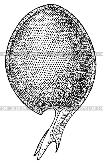 Protocystis thomson - радиолярия, планктонное животное. Разнообразие видов глубоководных животных. Стоковая иллюстрация, иллюстратор Макаров Алексей / Фотобанк Лори