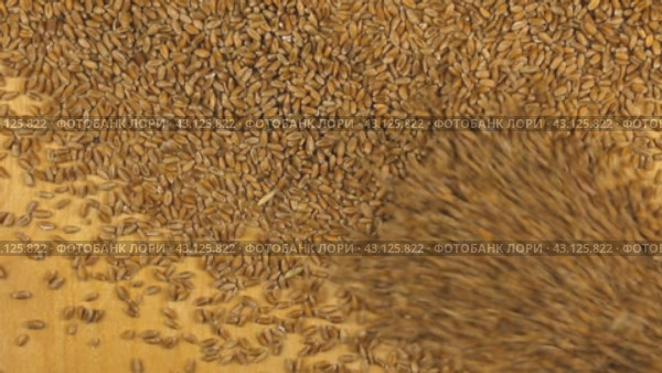 Пшеница, падающая на фоне дерева, вид сверху. wheat falling on the wooden background. Стоковое видео, видеограф Александр Собко / Фотобанк Лори