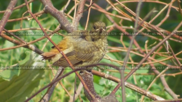 Птенец обыкновенной или садовой горихвостки Phoenicurus phoenicurus. Стоковое видео, видеограф Александр Мамонтов / Фотобанк Лори