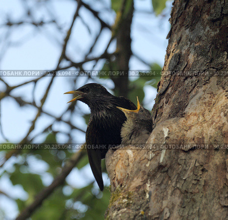 Птенец скворца обыкновенного (Sturnus vulgaris) Стоковое фото, фотограф EgleKa / Фотобанк Лори