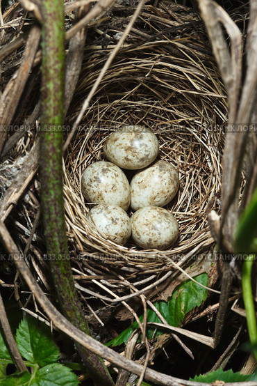 Птичье гнездо с яйцами. Славка садовая, Garden Warbler, Sylvia borin. Стоковое фото, фотограф Василий Вишневский / Фотобанк Лори