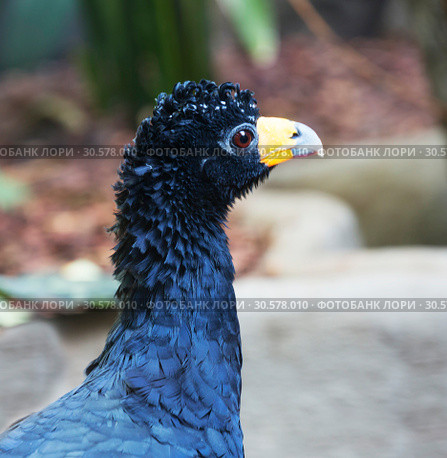 Птица Хохлатый гокко. Black (crested) curassaw. Стоковое фото, фотограф Галина Савина / Фотобанк Лори