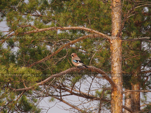 Птица сойка на сосне. Garrulus glandarius. Стоковое фото, фотограф Антон Мудрилов / Фотобанк Лори