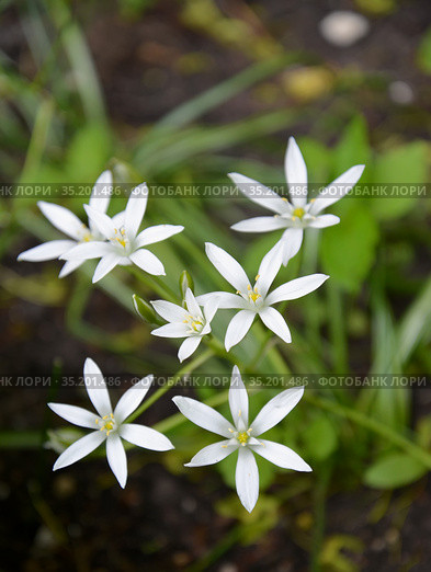Птицемлечник (Ornithogalum L.), белые цветки. Стоковое фото, фотограф Ирина Борсученко / Фотобанк Лори