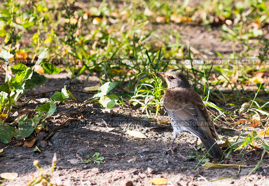 Птицы. Дрозд-рябинник (Turdus pilaris) Стоковое фото, фотограф E. O. / Фотобанк Лори