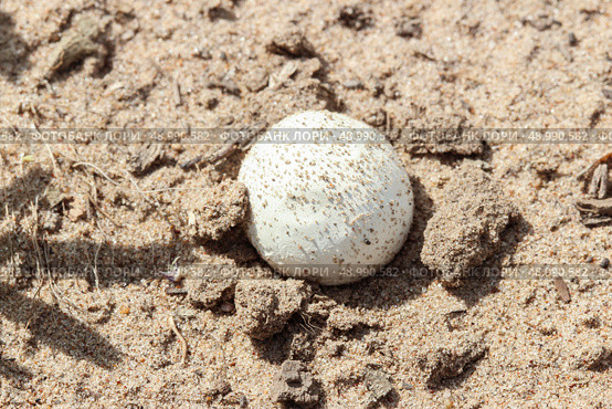 Puffball mushroom. Lycoperdon. Стоковое фото, фотограф Винокуров Александр / Фотобанк Лори