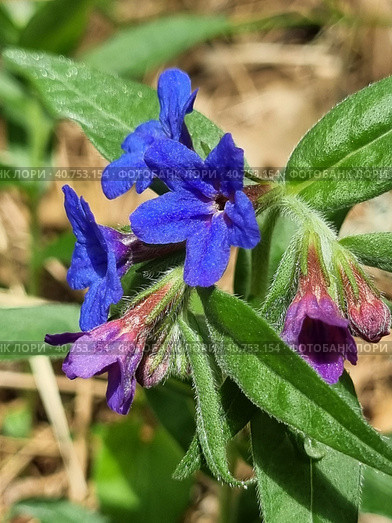 Pulmonária lungwort flowers on green. Стоковое фото, фотограф Анна Кривицкая / Фотобанк Лори