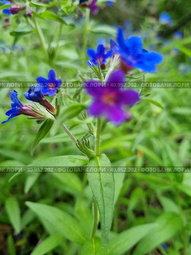 Pulmonária lungwort flowers on green. Стоковое фото, фотограф Анна Кривицкая / Фотобанк Лори