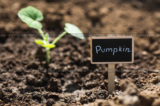 Pumpkin seedlings are planted in the ground. The concept of spring planting of vegetables and farming. A sign with the inscription pumpkin. Стоковое фото, фотограф Photojuli / Фотобанк Лори