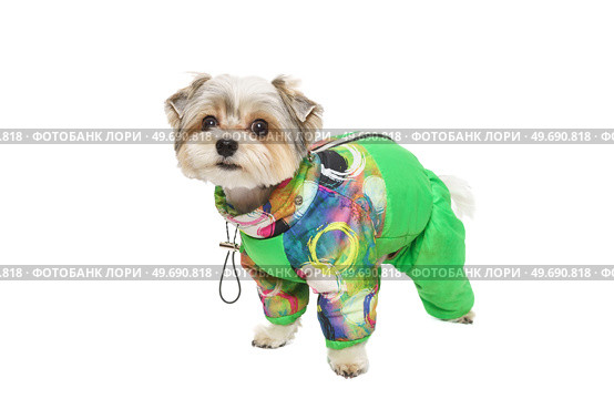 Puppy Maltese lapdog isolated on white background. Стоковое фото, фотограф Корнеев Вячеслав / Фотобанк Лори