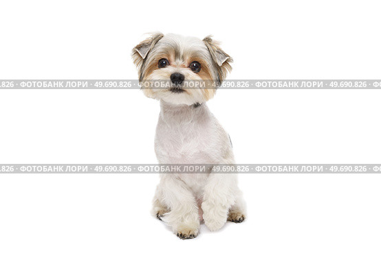 Puppy Maltese lapdog isolated on white background. Стоковое фото, фотограф Корнеев Вячеслав / Фотобанк Лори