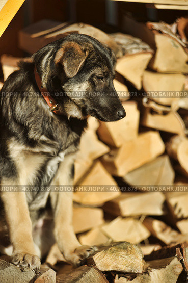 Puppy mestizo shepherd dog on wooden background. Стоковое фото, фотограф Анна Кривицкая / Фотобанк Лори