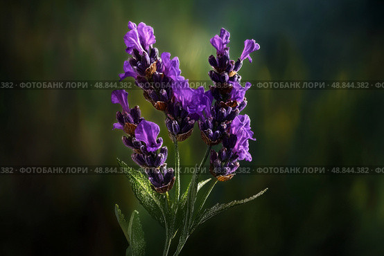 Purple Lavender Flowers Bloom in a Garden During Summer Months Attracting Pollinators and Enhancing Beauty. Стоковое AI-изображение, AI-художник Юлия Гапеенко / Фотобанк Лори