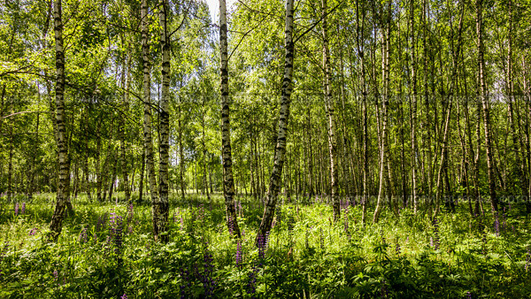 Purple lupins in a birch forest among the trunks on a summer day. Стоковое фото, фотограф Емельянов Евгений Викторович / Фотобанк Лори