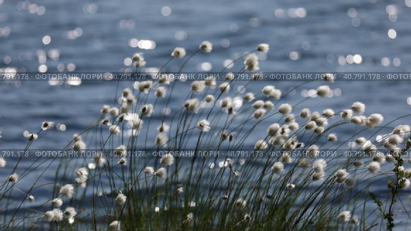 Пушица Шейхцера - Eriophorum scheuchzeric. Растение на фоне волн и солнечных бликов летним днем в арктике, Ямало-Ненецкий автономный округ. Стоковое видео, видеограф Григорий Писоцкий / Фотобанк Лори