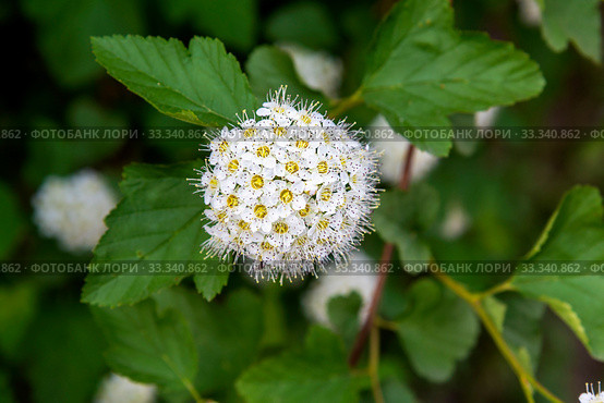 Пузыреплодник калинолистный  (лат. Physocarpus opulifolius) Стоковое фото, фотограф Александр Щепин / Фотобанк Лори