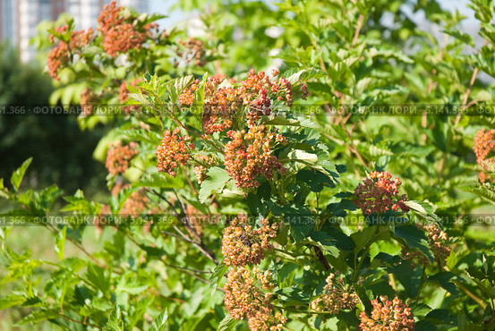 Пузыреплодник калинолистный (Physocarpus opulifolius) Стоковое фото, фотограф Алёшина Оксана / Фотобанк Лори