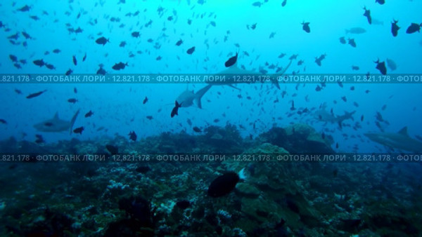Пять серых рифовых акул (Carcharhinus amblyrhynchos) плывут над коралловым рифом, Индийский океан, Мальдивские острова. Стоковое видео, видеограф Некрасов Андрей / Фотобанк Лори
