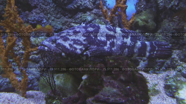Queensland groper in saltwater aquarium stock footage video. Стоковое видео, видеограф Юлия Машкова / Фотобанк Лори