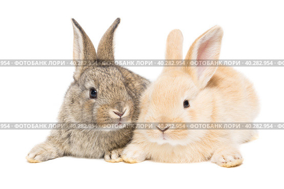 Rabbit on a white background. Стоковое фото, фотограф Корнеев Вячеслав / Фотобанк Лори