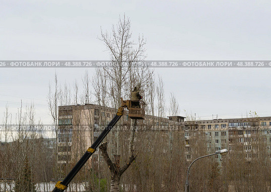 Рабочие на автовышке проводят обрезку деревьев во дворе жилого дома, городской пейзаж. Волгоград, Тракторозаводский район, Россия. (2023 год). Стоковое фото, фотограф Андрей Цыганков / Фотобанк Лори
