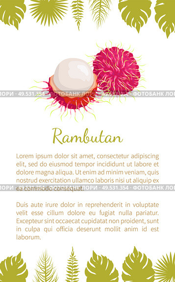 Rambutan exotic juicy stone fruit vector poster with text sample and palm leaves. Dieting vector vegetarian icon, related to edible tropical fruits lychee, longan, and mamoncillo. Rambutan Exotic Juicy Fruit Vector Isolated Icon. Стоковая иллюстрация, агентство Ingram Publishing / Фотобанк Лори