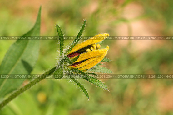Раскрытие бутона рудбекии. Рудбекия блестящая (Rudbeckia fulgida) Стоковое фото, фотограф Щеголева Ольга / Фотобанк Лори