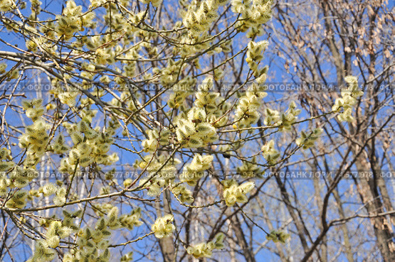 Распустившаяся ива козья (Salix caprea) Стоковое фото, фотограф Алёшина Оксана / Фотобанк Лори