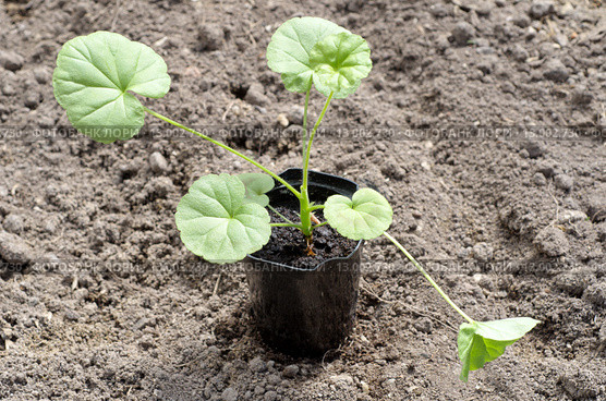 Рассада пеларгонии зональной (лат. Pelargonium zonale) перед посадкой в открытый грунт. Стоковое фото, фотограф Елена Коромыслова / Фотобанк Лори