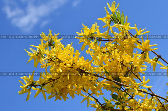 Растение форзиция (лат. Forsythia), или форсайтия. Стоковое фото, фотограф lana1501 / Фотобанк Лори