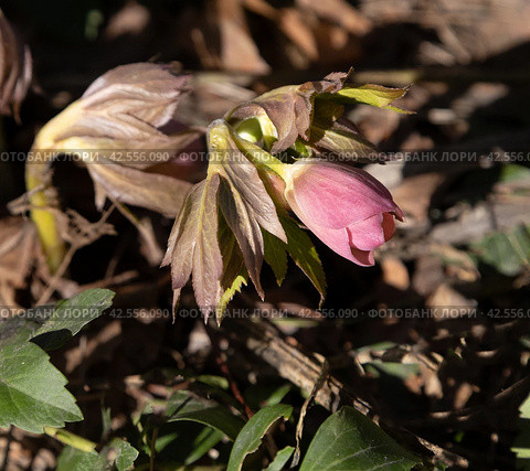 Расцветающий морозник (HELLEBORUS, семейство лютиковые) Стоковое фото, фотограф Наталья Николаева / Фотобанк Лори