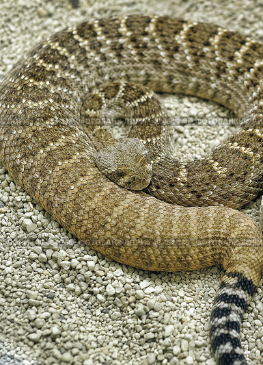 Rattlesnake curled (2015 год). Стоковое фото, фотограф Анна Кривицкая / Фотобанк Лори
